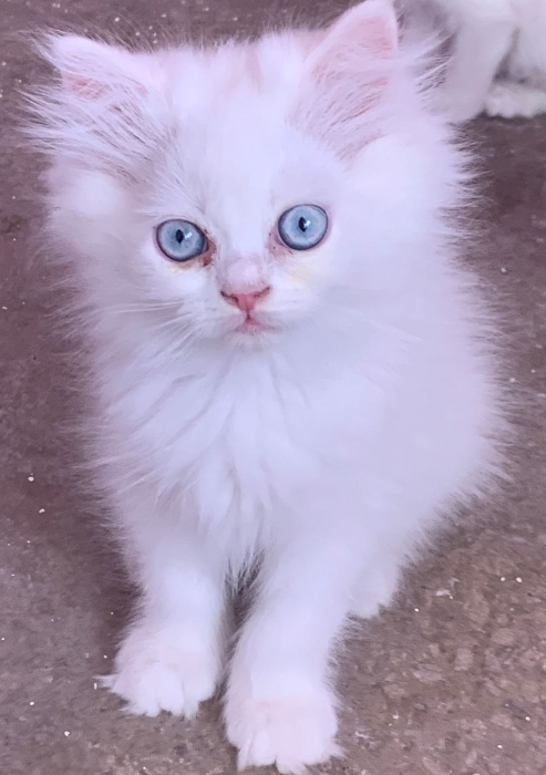 Chat persan