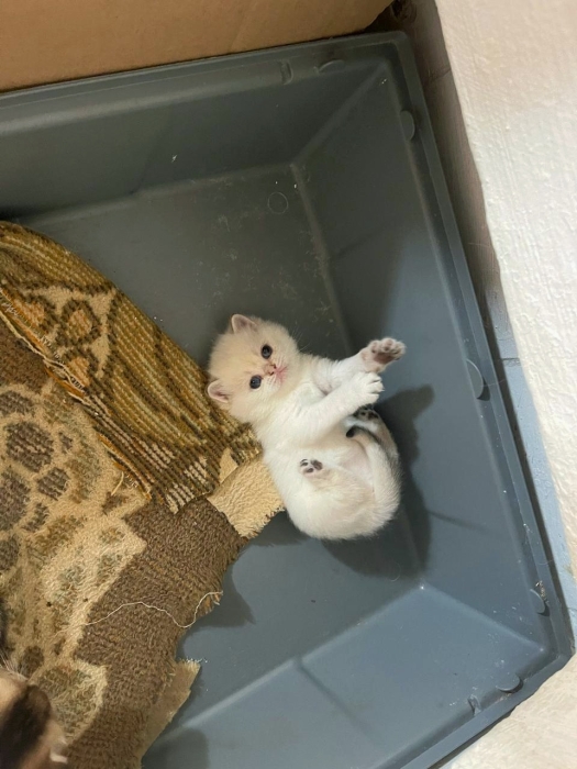 Male scottish fold et femmelle scotish straight
