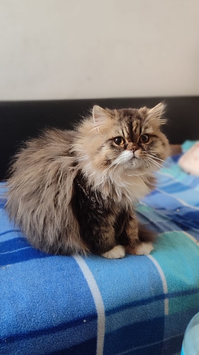 Chaton persan male