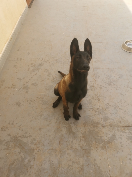 Malinois femelle charbonné
