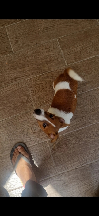 Jack russell