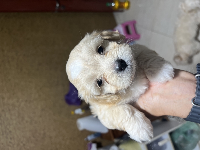 3 bichons pure race