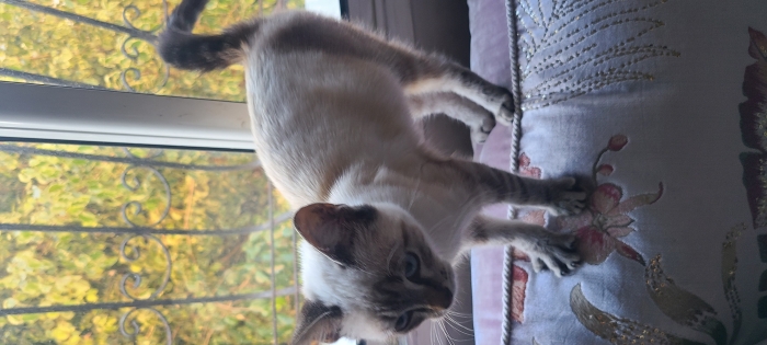 Femelle SIamois 3 mois adoption