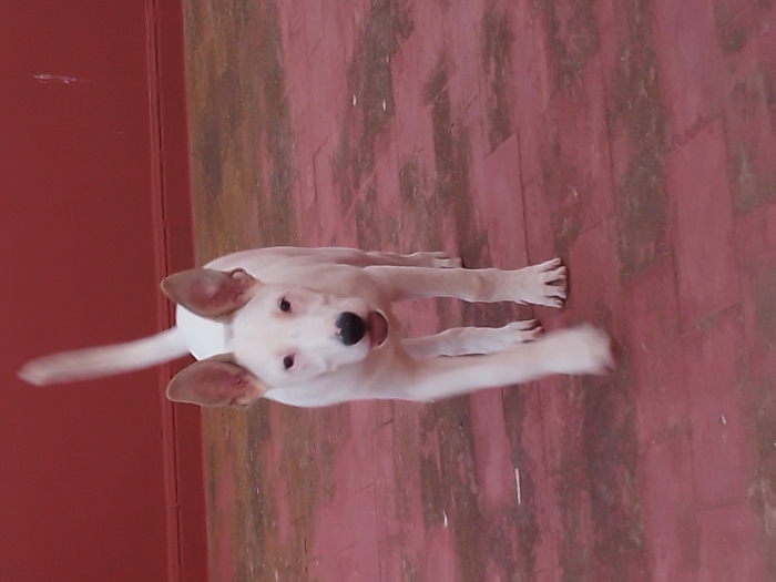 Chien à adopter