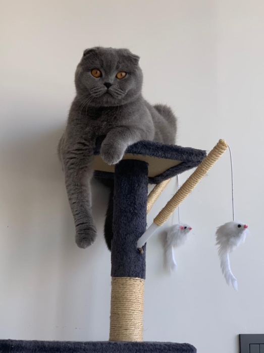 Scottish Fold à poil court, de pure race