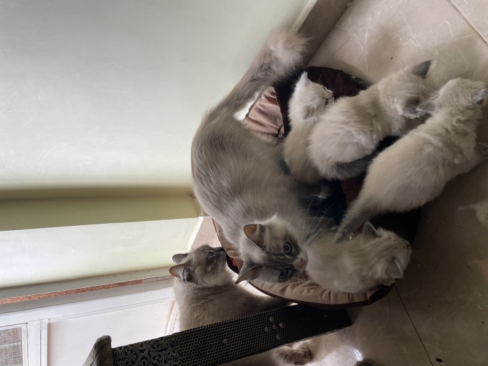 Chatons ragdoll