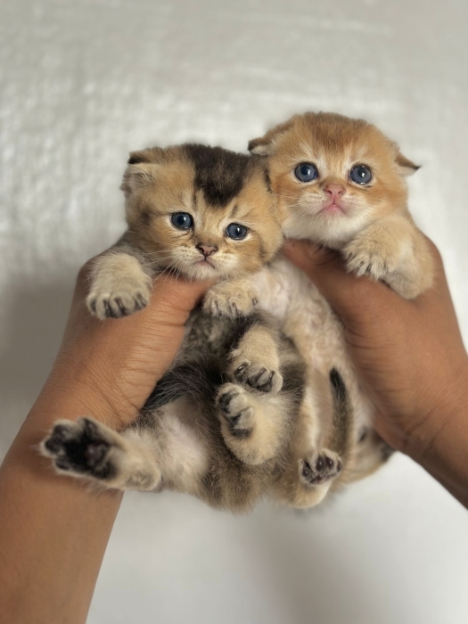 Scottish fold