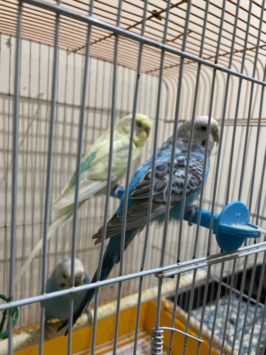 perruche couple
