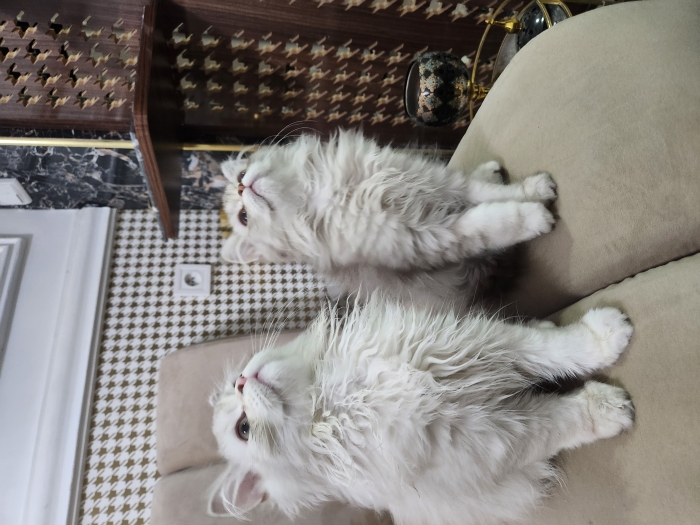 Chatons Highland/ Scottish pure race