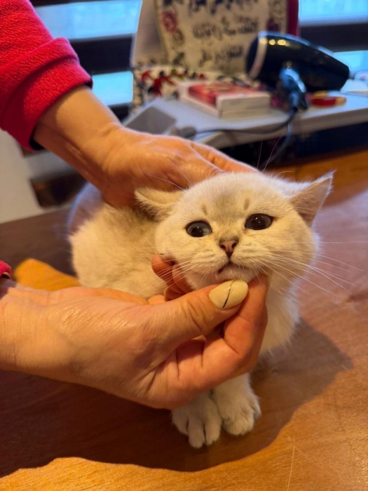 British shorthair