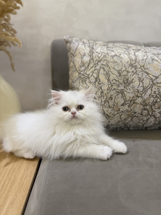 Chaton persan