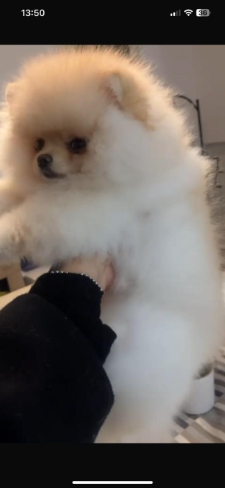 spitz nain pedigree
