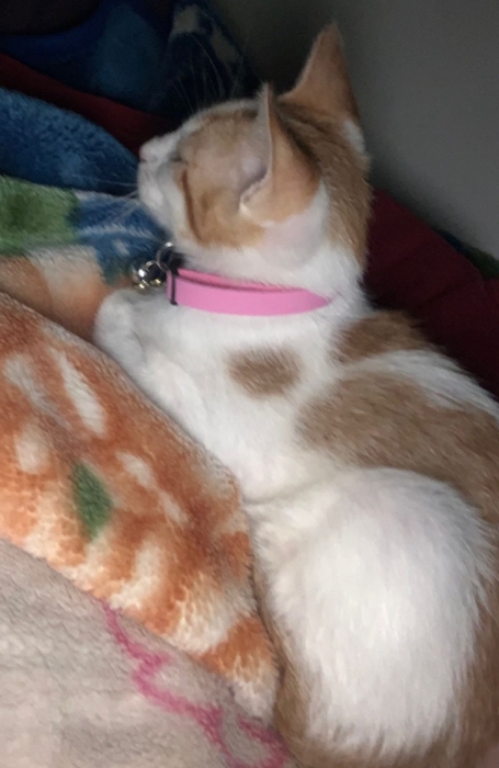 CHAT FEMELLE POUR ADOPTION