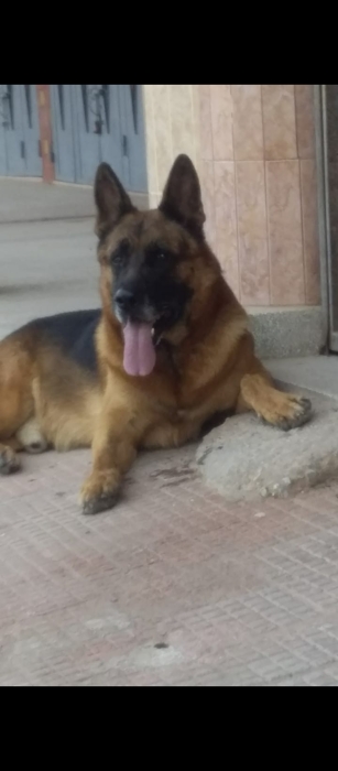 Berger Allemand pedigree pour accouplement