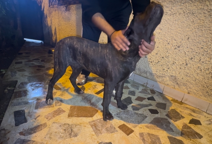 Femelle cane corso pedigree