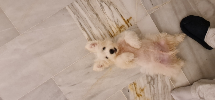 Bichon Havanais