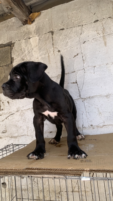 cane corso male