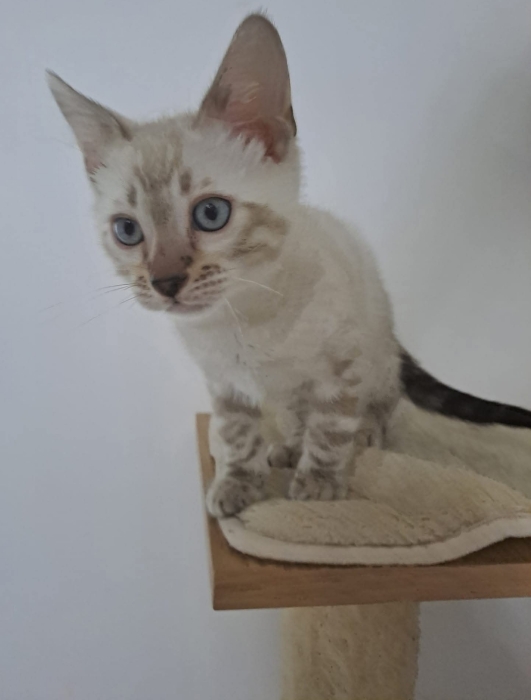 Chat Bengali Kaskade Bangali