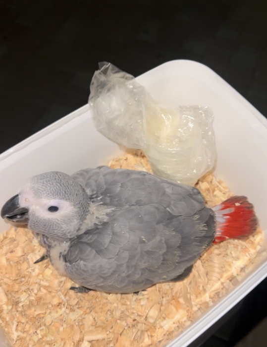Bebe gabonai
