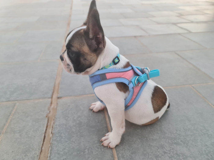 bouledogue francais
