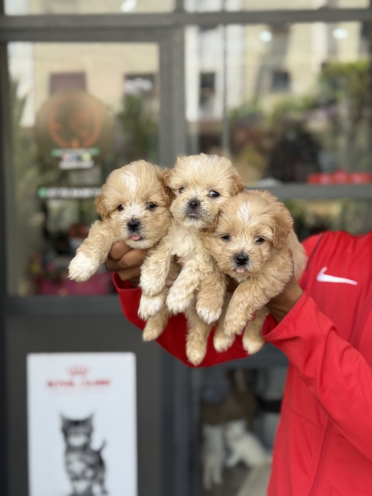 Bichon havanais