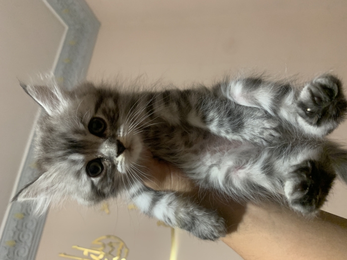 Chat persan