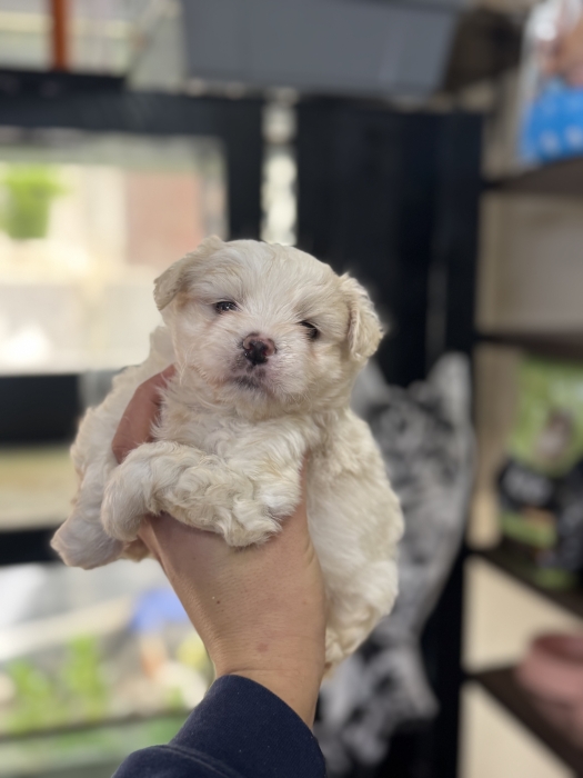 Bichon nain