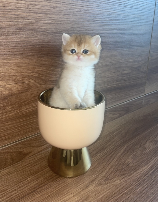 Chatons British