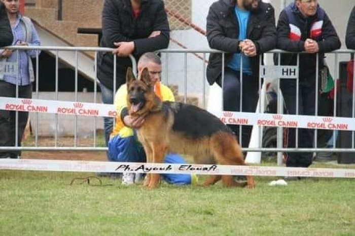 Berger Allemand