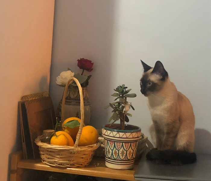 chat siamois à l’adoption