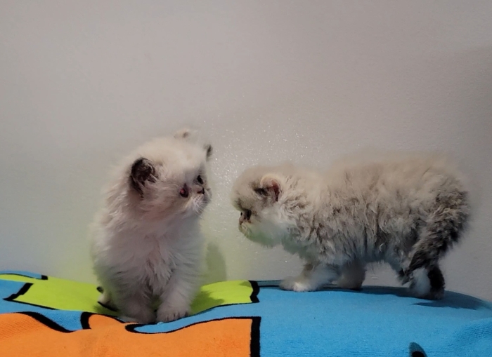 Chatons persan