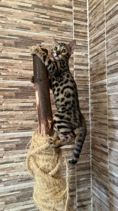 Bengals dispo