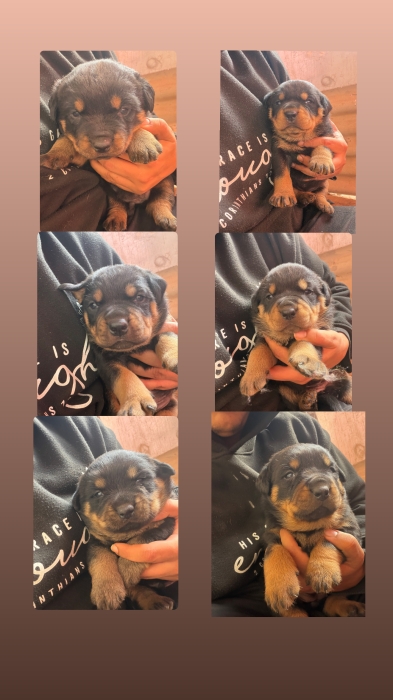 Rottweiler puppy for sell جراء روت وايلر للبيع