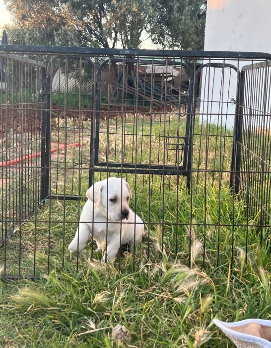 Labrador ✨