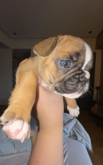 Bulldog francais exotique yeux bleu