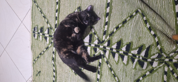Hinata en adoption