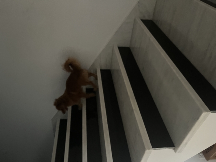 Chihuahua