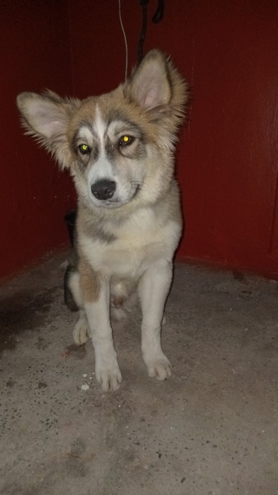 Chien aîdi