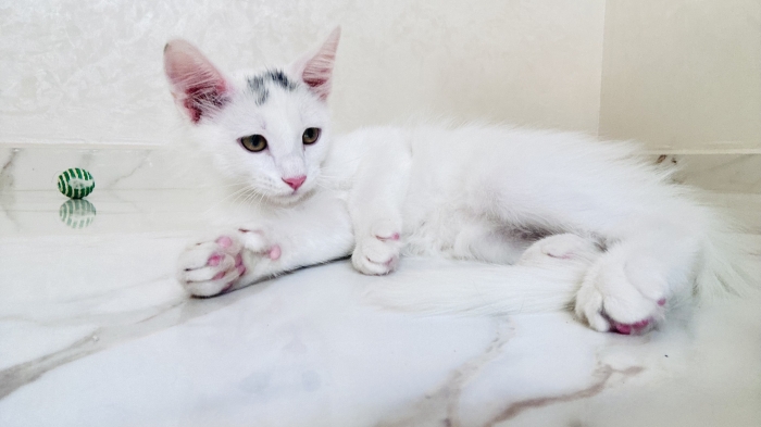 Un chat male pour adoption