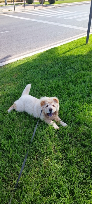 Chowchow 4 mois