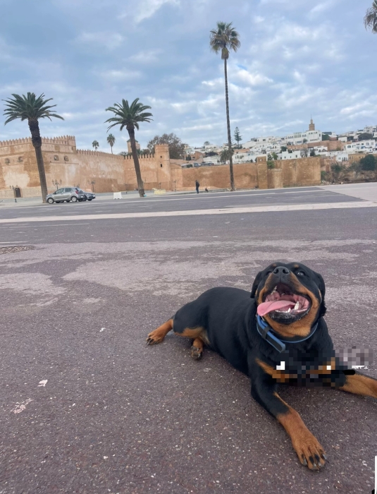 Rottweiler
