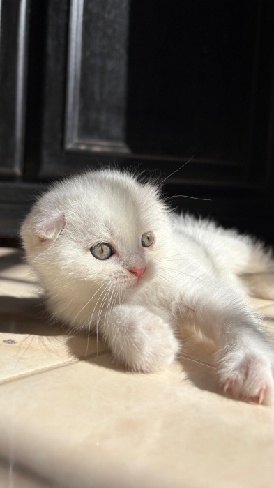 Scottish fold et Scottish straight