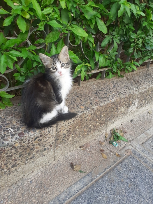 Adoption