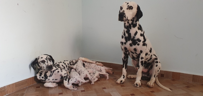 DALMATIEN