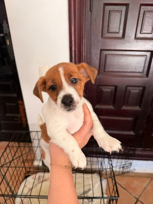 Jack russel