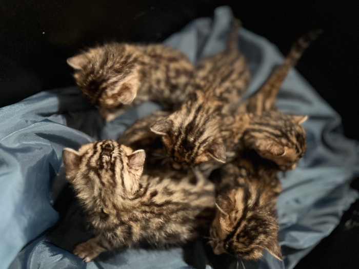 Chatons Bengales