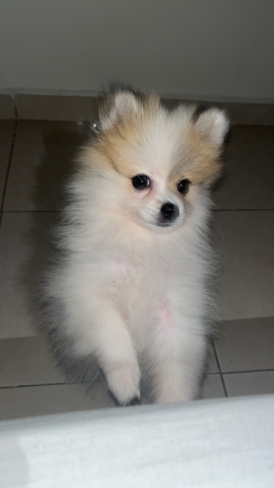 Spitz