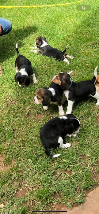 Beaglier