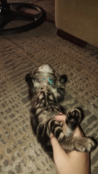 ADOPTION GRATUITE : M.big 🐾