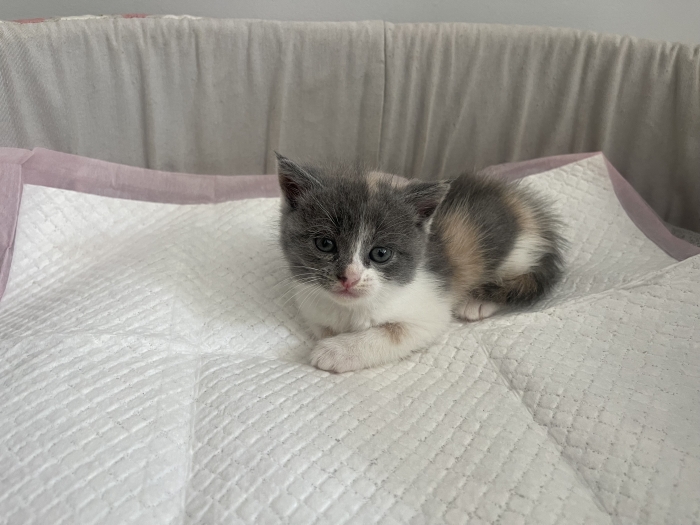 🐾 Chatons à adopter 🐾